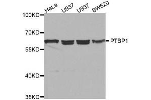 Western blot analysis of extracts of various cell lines, using PTBP1 antibody. (PTBP1 antibody  (AA 1-290))