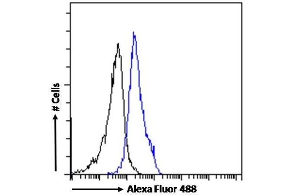 CECR2 antibody  (C-Term)