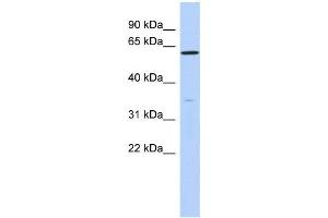 Western Blotting (WB) image for anti-Zinc Finger Protein 431 (ZNF431) antibody (ABIN2458441) (ZNF431 antibody)