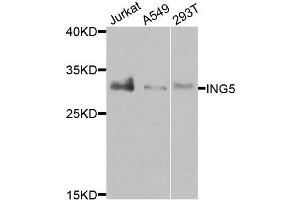 Western blot analysis of extracts of various cells, using ING5 antibody. (ING5 antibody)