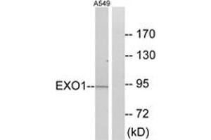 Western blot analysis of extracts from A549 cells, using EXO1 Antibody.