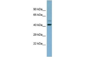 Host:  Rabbit  Target Name:  ZNF506  Sample Type:  THP-1 whole cell lysates  Antibody Dilution:  1.