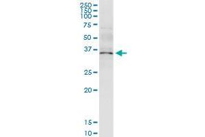 Immunoprecipitation (IP) image for anti-Annexin A5 (ANXA5) (AA 1-320) antibody (ABIN513365)