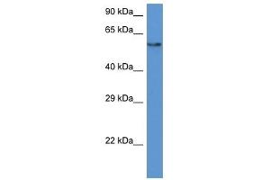 Western Blot showing PAF1 antibody used at a concentration of 1 ug/ml against HepG2 Cell Lysate (PAF1/PD2 antibody  (N-Term))