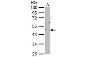 Image no. 2 for anti-POU Class 5 Homeobox 1 (POU5F1) (AA 101-295) antibody (ABIN467420) (OCT4 antibody  (AA 101-295))