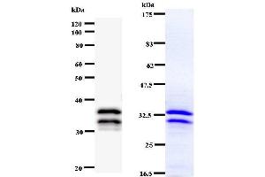 Western Blotting (WB) image for anti-Nuclear Receptor Subfamily 4, Group A, Member 1 (NR4A1) antibody (ABIN930954)