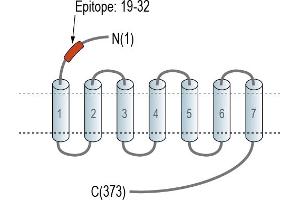 Representative domain view of the target of ABIN7884858.