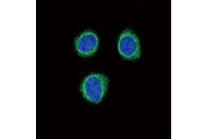 Confocal immunofluorescent analysis of EDNRB Antibody (C-term) (ABIN390760 and ABIN2841017) with 293 cell followed by Alexa Fluor®488-conjugated goat anti-rabbit lgG (green). (EDNRB antibody  (C-Term))