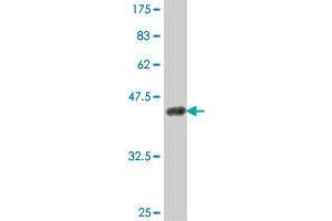 HECW2 antibody  (AA 637-745)