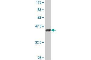 Western Blot detection against Immunogen (38. (HECW2 antibody  (AA 637-745))