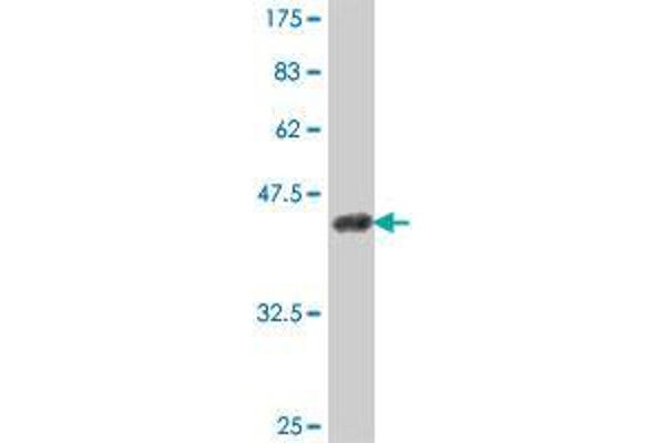 HECW2 antibody  (AA 637-745)