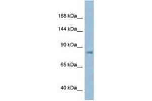 Image no. 1 for anti-Karyopherin (Importin) beta 1 (KPNB1) (AA 144-193) antibody (ABIN6747483) (KPNB1 antibody  (AA 144-193))