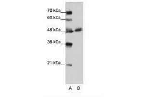 Image no. 1 for anti-WD Repeat Domain 13 (WDR13) (AA 63-112) antibody (ABIN202643)