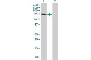 Western Blot analysis of SEPT9 expression in transfected 293T cell line by SEPT9 MaxPab polyclonal antibody. (Septin 9 antibody  (AA 1-568))