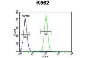 Flow cytometric analysis of K562 cells using DDX27 Antibody (C-term) Cat. (DDX27 antibody  (C-Term))