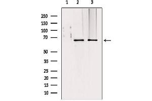 Western blot analysis of extracts from various samples, using TOM70 antibody. (TOM70 antibody  (C-Term))