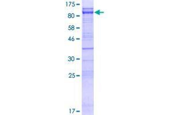 Cep76 Protein (AA 1-659) (GST tag)