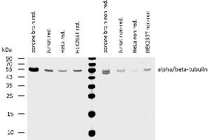 Western blotting analysis of human alpha/beta-tubulin using mouse monoclonal antibody TU-08 on lysates of various cell lines and porcine brain under reducing and non-reducing conditions. (Alpha, beta-Tubulin Dimer antibody)