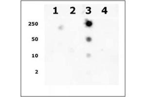 Specificity data: Dot blot analysis was used to confirm the specificity of Histone H2A acetyl Lys9 pAb for acetyl Lys9 of Histone H2A. (Histone H2A antibody  (acLys9))