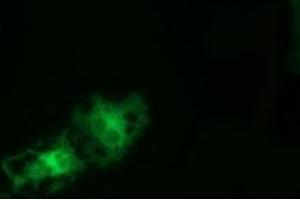 Anti-TCP11L2 mouse monoclonal antibody (ABIN2453875) immunofluorescent staining of COS7 cells transiently transfected by pCMV6-ENTRY TCP11L2 (RC207129). (TCP11L2 antibody)