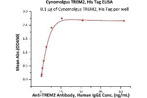 Immobilized Cynomolgus TREM2, His Tag (ABIN6973290) at 1 μg/mL (100 μL/well) can bind A Antibody, Human IgG1 with a linear range of 0. (TREM2 Protein (AA 19-174) (His tag))