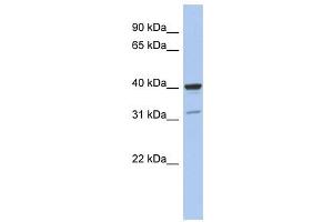 Thrombopoietin antibody used at 1 ug/ml to detect target protein. (Thrombopoietin antibody)