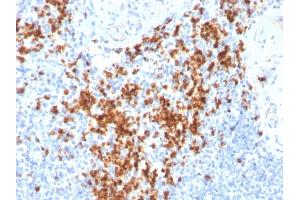 Formalin-fixed, paraffin-embedded human Spleen stained with Granzyme B Monospecific Mouse Monoclonal Antibody (GZMB/3014). (GZMB antibody  (AA 73-187))