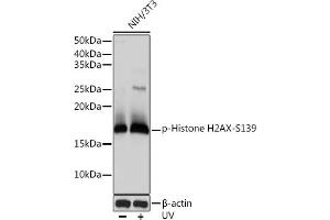 Western blot analysis of extracts of NIH/3T3 cells, using Phospho-Histone H2AX-S139 antibody (ABIN6135258, ABIN6136140, ABIN6136141 and ABIN7101881) at 1:1000 dilution. (Histone H2A antibody  (pSer139))