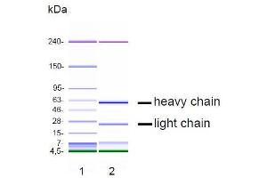CGE analysis of purified NJ-4F3 monoclonal antibody. (s100a4 antibody)