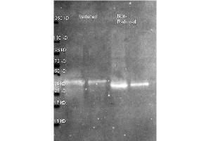 Western Blot of Rabbit anti-Ovalbumin antibody. (Ovalbumin antibody  (Biotin))