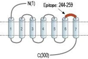Representative domain view of the target of ABIN7043137.