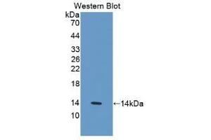 Detection of Recombinant IL33, Human using Monoclonal Antibody to Interleukin 33 (IL33) (IL-33 antibody  (AA 112-270))