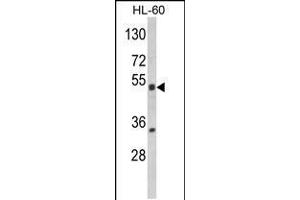 Western blot analysis of NR1I2 Antibody in HL-60 cell line lysates (35ug/lane) (NR1I2 antibody  (AA 100-127))