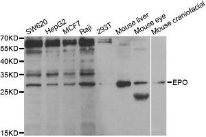 Western Blotting (WB) image for anti-Erythropoietin (EPO) antibody (ABIN1876864)