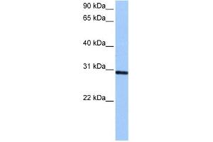 ASB11 antibody used at 0.