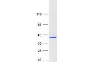 Validation with Western Blot (STING/TMEM173 Protein (Myc-DYKDDDDK Tag))