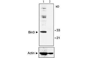Western Blot of Mouse Anti-BIN3 antibody.