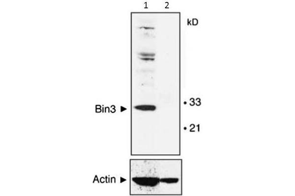 BIN3 Antikörper