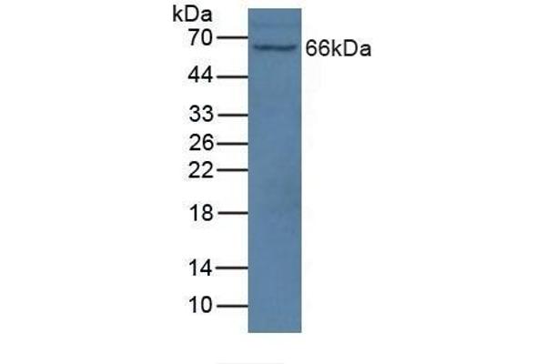 NOS1AP antibody  (AA 285-506)