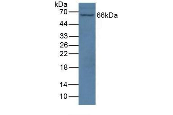 NOS1AP 抗体  (AA 285-506)