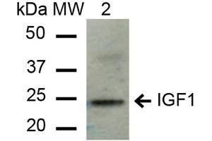 Western blot analysis of Mouse Liver cell lysates showing detection of ~21. (IGF1 antibody  (Atto 594))