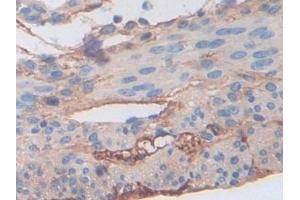 Immunohistochemistry (IHC) image for anti-Fibrinogen beta Chain (FGB) (AA 35-481) antibody (ABIN7433273)