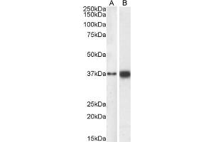 ABIN6391384 (0. (SOX2 antibody  (N-Term))