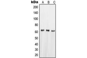 Western blot analysis of NUR77 expression in HeLa (A), HepG2 (B), SHSY5Y (C) whole cell lysates.
