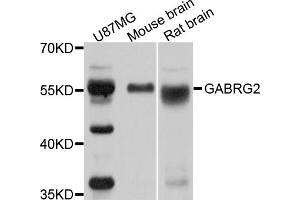 Western blot analysis of extracts of various cell lines, using GABRG2 antibody (ABIN5970868) at 1/1000 dilution.
