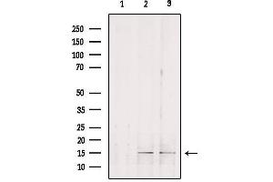 Western blot analysis of extracts from various samples, using GOLT1B Antibody. (GOLT1B antibody)