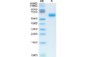 Human CLEC9A on Tris-Bis PAGE under reduced condition. (CLEC9A Protein (AA 57-241) (Fc Tag))