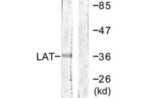 Western Blotting (WB) image for anti-Linker For Activation of T Cells (LAT) (AA 171-220) antibody (ABIN2888734) (LAT antibody  (AA 171-220))