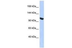 Image no. 1 for anti-Ubiquitin-Like Modifier Activating Enzyme 1 (UBA1) (N-Term) antibody (ABIN6744299) (UBA1 antibody  (N-Term))