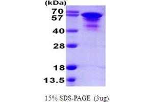 SDS-PAGE (SDS) image for tau Protein (AA 1-412) protein (His tag) (ABIN7279415) (tau Protein (AA 1-412) (His tag))